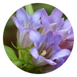 flor